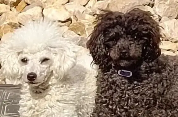 Пропал пудель, Молодёжная улица, 24Б, Медынь - мальчик - photo