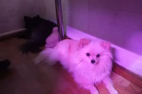 Пропала собака, девочка, улица Космонавтов, 23, Шадринск - photo