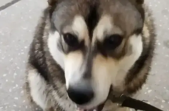 Пропал собака, мужской, улица Егора Сазонова, 36, Уфа - photo