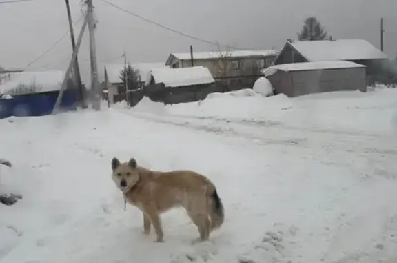 Найденные животные Уфа, фото: Найдена собака, 3-я улица, Уфа - бежевого цвета, ошейник и порванная цепь