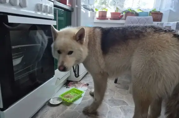 Найдена собака, Новосибирск, фото: Найден собака, Русская улица, 9, Новосибирск - ласковый мальчик с чёрным ошейником