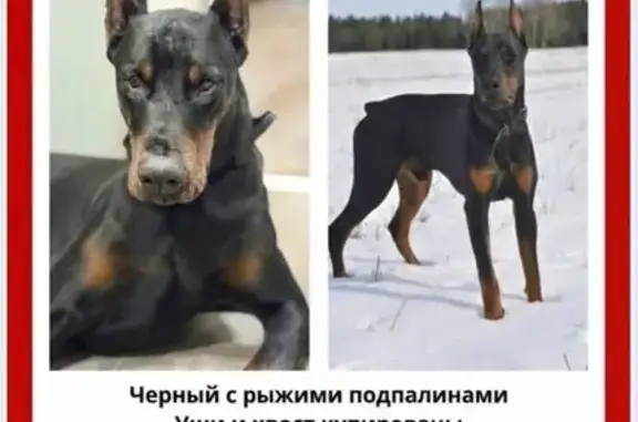 Пропал доберман, Полтево, Московская область - черный с рыжими подпалинами - photo