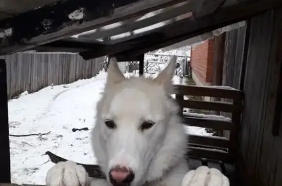 Пропал собака, улица Калинина, 29, Лосиный - смесь хаски и лайки с зелёным ошейником - photo