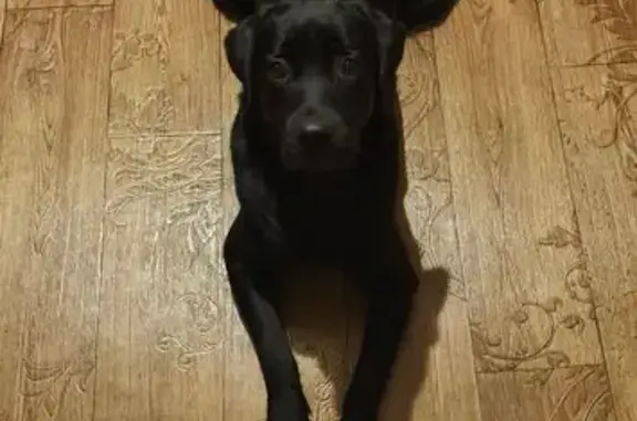 Пропала собака, женский пол, улица Сахарова, городской округ Югорск - сорвалась с ошейника - photo