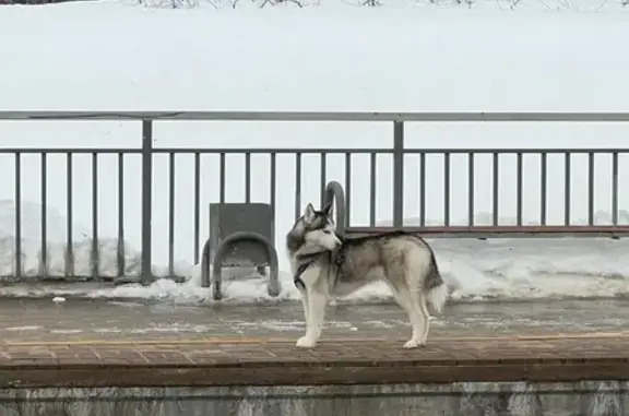 Найдена собака, Домодедово, фото: Найдена собака, улица Чехова, Домодедово - бегает по путям