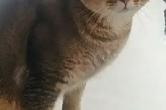 Пропал кот, улица Пугачёва, городской округ Сарапул - серо-золотистый - photo