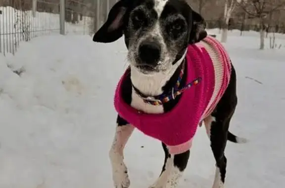 Найдена собака, Перспективная улица, 7, Саратов - добрая девочка - photo