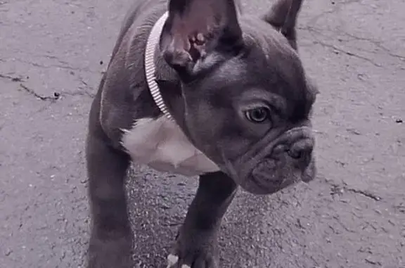 Пропала собака, проспект Строителей, 28А, Шахты - щенок серого цвета с розовым ошейником - photo