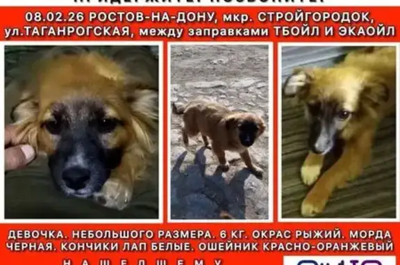 Пропала собака, Таганрогская улица, 134А, Ростов-на-Дону - рыжая с черной мордой и белыми лапами - photo