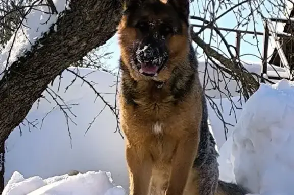 Собаки потеряшки, Лосино-Петровский, фото: Потеряшка собака, улица Победы, 54, Лосино-Петровский - черно-рыжий окрас, клеймо 100