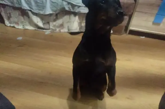 Найдена собака, Сочи, фото: Найдена собака, улица Просвещения, 81/3, Сочи - без ошейника