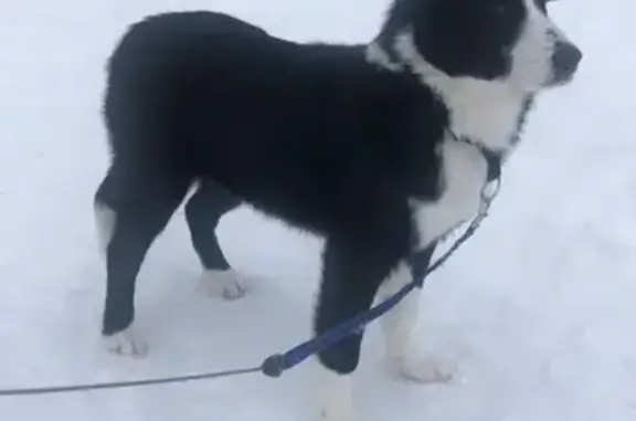 Пропала собака, улица Чехова, Тула - photo