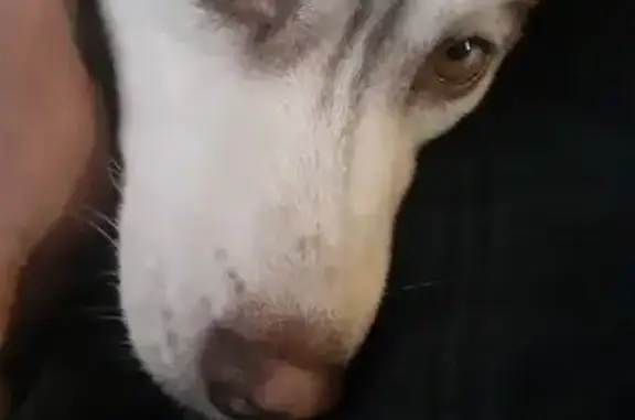 Пропала собака, Добрянка - женская, коричневая разноглазая - photo