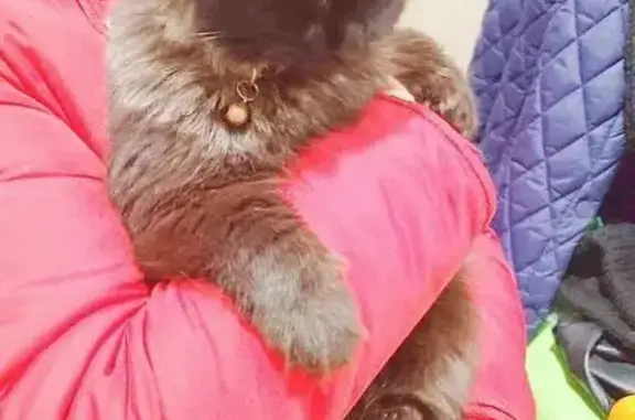 Найденные животные Михайловск, фото: Найдена кошка, улица Ленина, 167/2, Михайловск - чёрная пушистая с серым ошейником