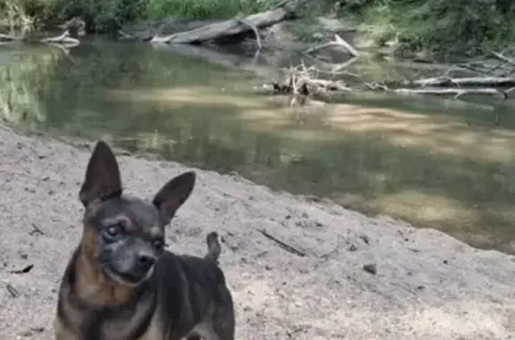 Пропал собака, улица Некрасова, 324, Майкоп - той терьер по кличке Кузя - photo