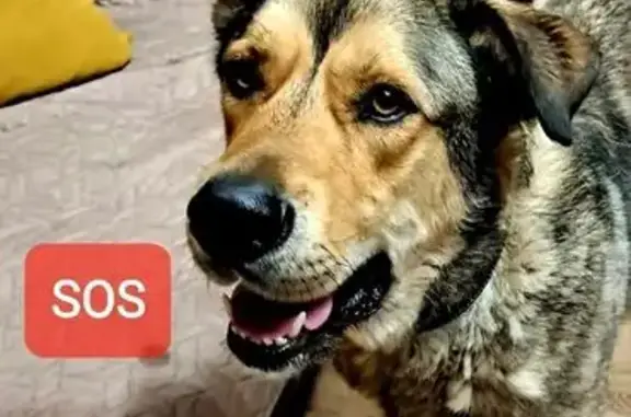 Пропал собака, Вербная улица, 28Б, Мстихино - крупный, стройный, пугливый - photo