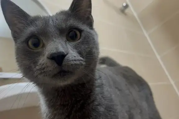 Пропал кот, Привокзальная площадь, Каменск-Шахтинский - серый с полосами, испугался поезда - photo