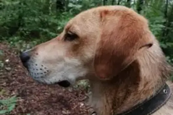 Собаки потеряшки, Берёзовский, фото: Потеряшка собака, Ново-Свердловская ТЭЦ, Берёзовский - зелёный брезентовый ошейник