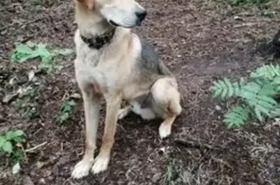 Потерянные животные Берёзовский, фото: Пропал собака, Ново-Свердловская ТЭЦ, Берёзовский - зелёный брезентовый ошейник