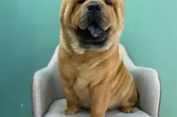 Пропала собака, Школьная улица, Краснодар - photo