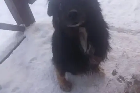 Пропал собака, Лесная улица, 10/1, Иглино - помесь с овчаркой, нет задней лапы - photo