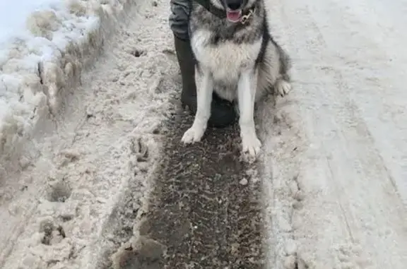 Найдена собака, Королёв, фото: Найдена собака, Лесная улица, 8А, Королёв