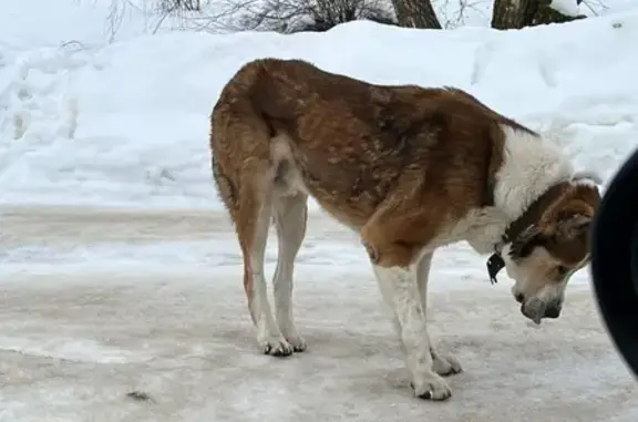 Найдена собака, Боровая, фото: Найден собака, 2-я Боровая улица, Боровая - кобель, похож на алабая