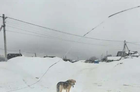 Найдена собака, Кулаевское, фото: Найдена собака, Кулаево, Татарстан - ходит около дома культуры