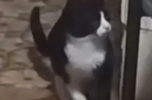 Пропал кот, Молодёжная улица, Яснополянское сельское поселение - одна лапка белая, другая чёрная - photo