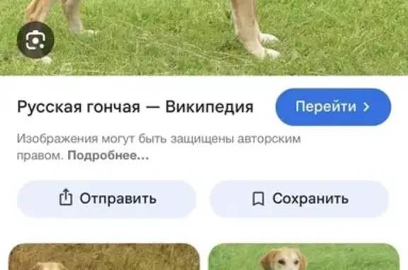 Пропал собака, Ковров, Владимирская область - русская гончая, взрослый кобель - photo