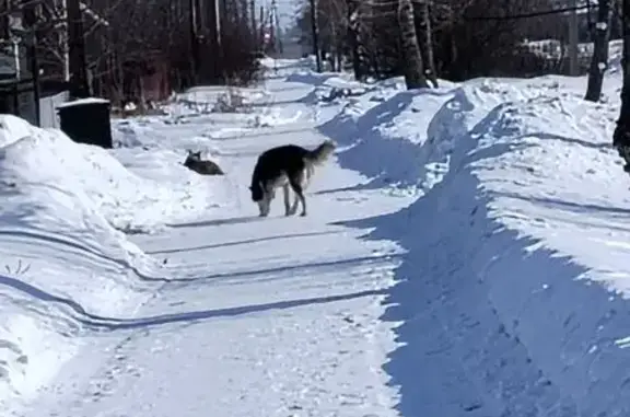 Найденные животные Славгород, фото: Найден собака, Славгород, Алтайский край - голубые глаза, черно-белый, большой и спокойный