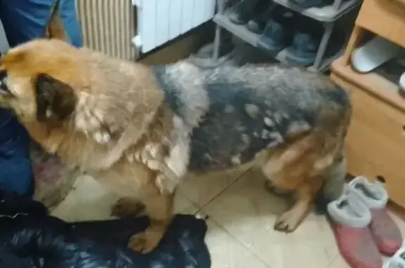 Найдена собака, Тверь, фото: Найдена собака, Гражданская улица, 46/10, Тверь - девочка, ласковая