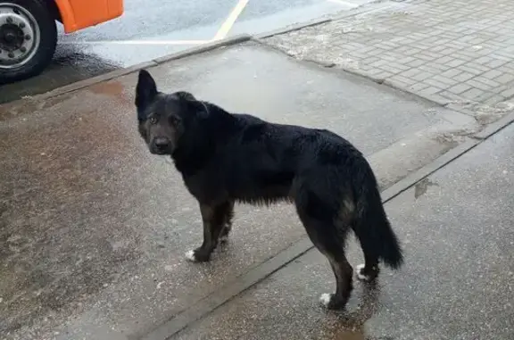 Найдена собака, Нижний Новгород, фото: Найден собака, проспект Гагарина, 37, Нижний Новгород - спокойный и чистенький