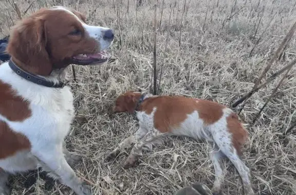 Пропала собака, Воронеж, Воронежская область - рыжий с белым окрас - photo