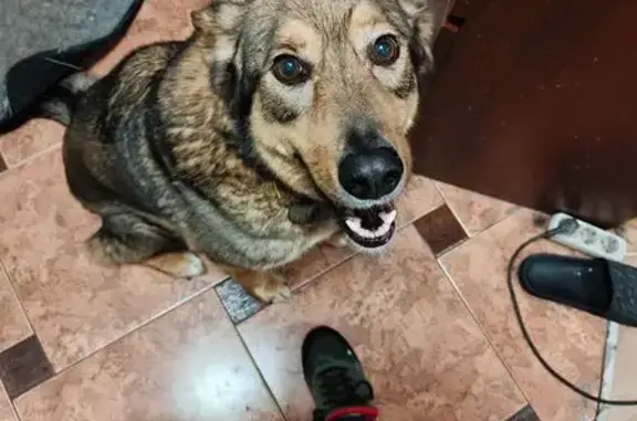 Пропал собака, мужской, улица Зверева, 4, Красногорск - серо-рыжий окрас - photo