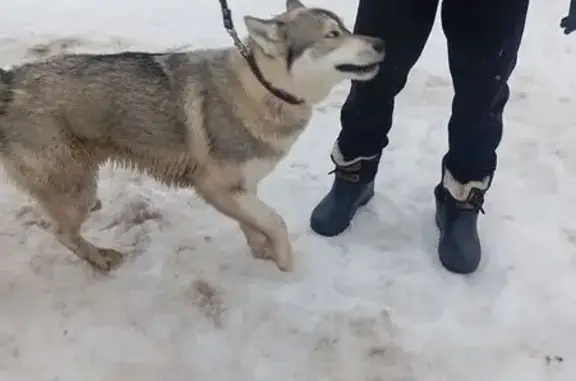 Найдена собака, Давыдово (орехово-зуевский), фото: Найден собака, объездная Орехово-Зуево, Давыдово - молодой хаски