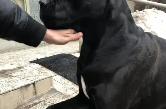 Найдена собака, Москва, фото: Найден собака, Люблинская улица (дублёр), Москва - чёрный Канне-корсо