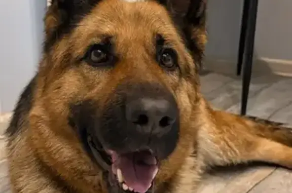 Найдена собака, Ростов-на-Дону, фото: Найдена собака, 3-я Круговая улица, 2, Ростов-на-Дону - овчарка с чёрными пятнами на языке