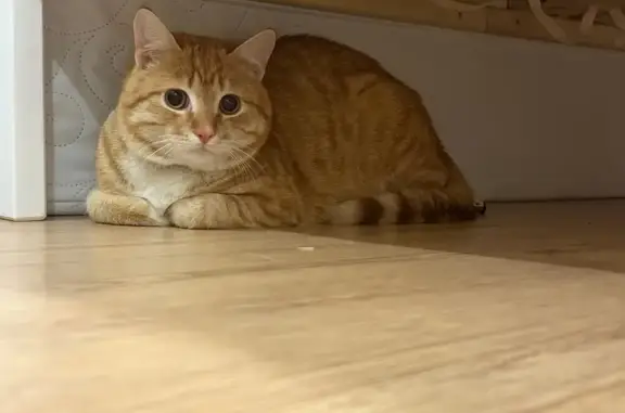 Найдена кошка, Краснодар, фото: Найдена кошка, проезд Репина, 5 к1, Краснодар - рыжий с черным ошейником