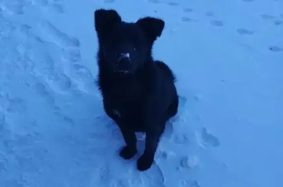 Найдена собака, Томск, фото: Найден собака, Мельничная улица, 40/2, Томск - чёрный щенок с охранными качествами