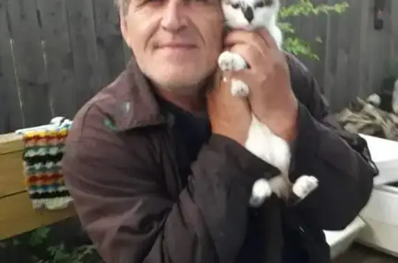 Пропала кошка, Канск, Красноярский край - окрас как у сиамской кошки - photo