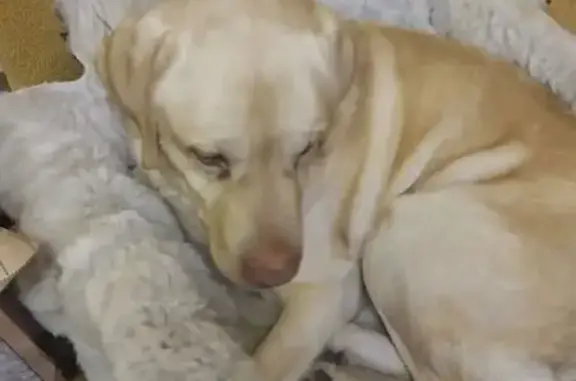 Найдена собака, Отрадное, фото: Найден собака, мужской, Советская улица, 32Б, Отрадное - лабрадор