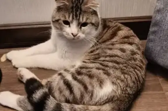 Найдена кошка, Москва, фото: Найдена кошка, улица Адмирала Лазарева, 35, Москва - спокойный и контактный