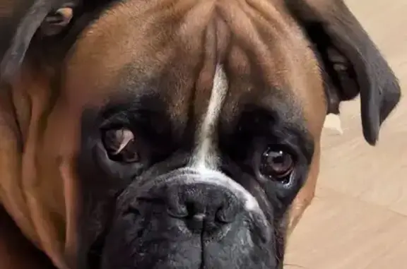 Пропал собака, Владимирово, Бор - немецкий боксер, хвост не купирован - photo