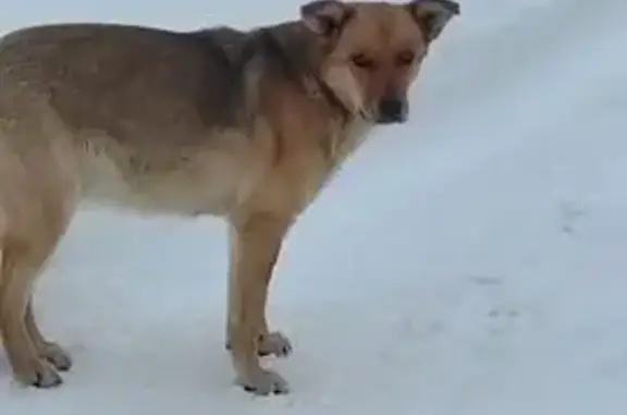 Найденные животные Тамбов, фото: Найдена собака, женский пол, Интернациональная улица, Тамбов