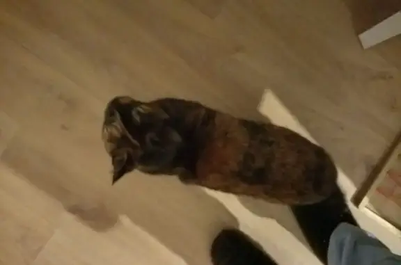 Пропала кошка, женский пол, улица Тимирязева, Сочи - photo