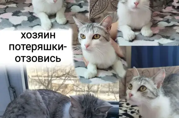 Найденные животные Ставрополь, фото: Найдена кошка, проспект Ворошилова, 11/1, Ставрополь - белая в серые пятна
