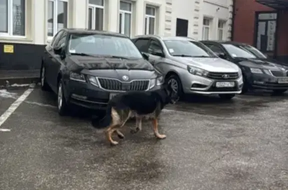Найдена собака, Нижний Новгород, фото: Найден собака, Почаинская улица, 17 литС, Нижний Новгород - немецкая овчарка без ошейника