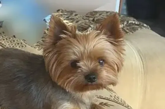 Пропал собака, Красная улица, Брянск - потерялся на ДК Кравцова - photo