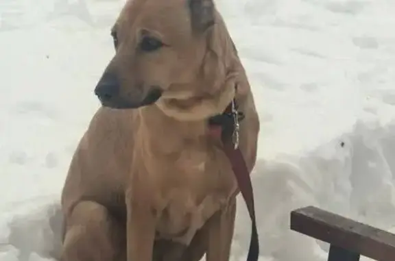 Найдена собака, Москва, фото: Найдена собака, Сколковское шоссе, 31А с1, Москва - рыжая, похожа на метиса риджбека